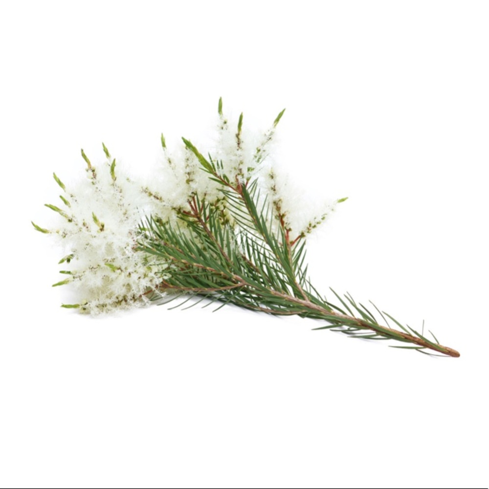 dōTERRA | Tea Tree Essential Oil 15mL - Picture 2 of 5